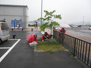 宇野港の桜公園桜の並木道の清掃（おかやまアダプト事業）　