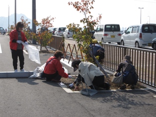 宇野港の桜公園・桜の並木道の清掃