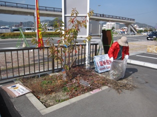 宇野港の桜公園・桜の並木道の清掃