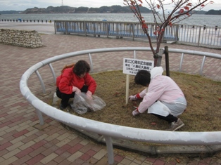 宇野港の桜公園桜の並木道の清掃（おかやまアダプト事業）を実施