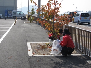 宇野港の桜公園・桜の並木道の清掃