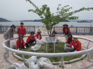 宇野港の桜公園桜の並木道の清掃（おかやまアダプト事業）を実施