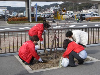 宇野港の桜公園・桜の並木道の施肥