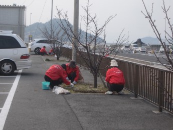 宇野港桜公園桜の並木道の施肥を実施