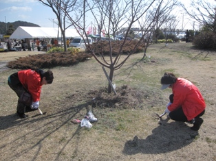宇野港の桜公園桜の並木道の施肥を実施