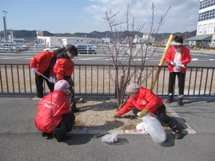 宇野港の桜公園桜の並木道の施肥を実施