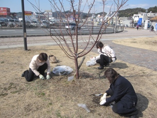 宇野港の桜公園桜の並木道の施肥