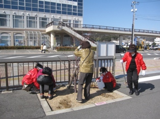 宇野港の桜公園桜の並木道の施肥