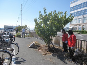 宇野港桜通りの清掃